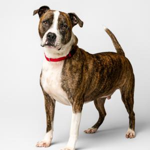 A brindle and white dog wearing a red collar, standing on a white background.