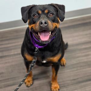 Parker, Mixed Breed (Large), adult, available for adoption