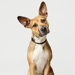 A brown and white dog with large ears sitting against a white background.