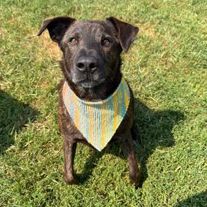 Axel, Shepherd, Dutch, adult, available for adoption