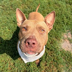 Mandi, Terrier, American Pit Bull, adult, available for adoption