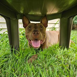 Mandi, Terrier, American Pit Bull, adult, available for adoption