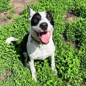 Finley, Collie, young, available for adoption