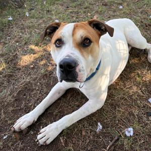 Luke, Pointer, adult, available for adoption