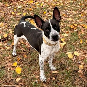 Bingo, Cattle Dog, Australian (Blue Heeler), young, available for adoption