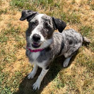 Nubs, Shepherd, Australian, adult, available for adoption