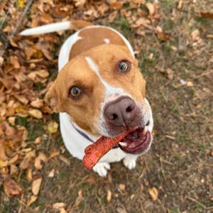 Sandy, Terrier, Pit Bull, adult, available for adoption