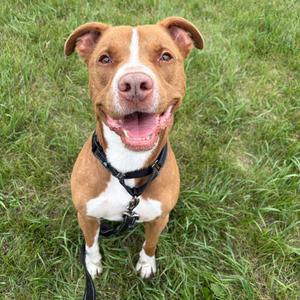 A brown and white dog with a black harness standing on grass.