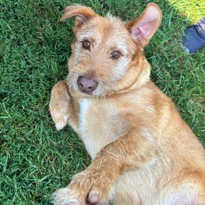 Buddy, Terrier, Wirehaired, adult, available for adoption