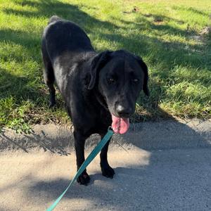 Blaze, Retriever, Black Labrador, adult, available for adoption