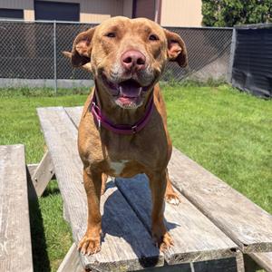 Pippa, Retriever, Chesapeake Bay, adult, available for adoption