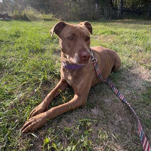 A brown dog with a purple collar lying on grass, attached to a striped leash.