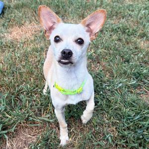 A small white dog with large ears and a bright green collar stands on a grassy lawn, looking directly at the camera.
