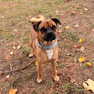 A brown and black pug dog standing on a grassy area with fallen leaves.