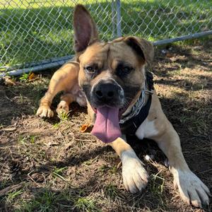 Billy, Terrier, Pit Bull, adult, available for adoption