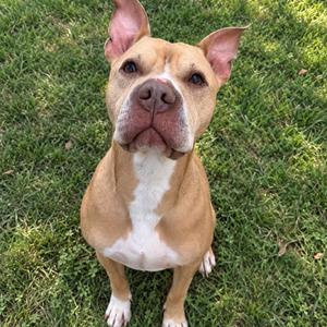 Babe, Terrier, American Pit Bull, senior, available for adoption