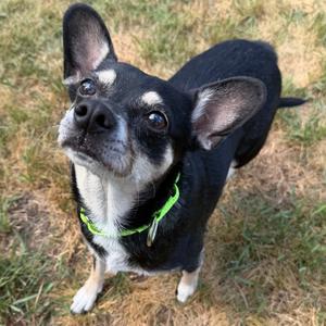 Hershey, Terrier, Rat, adult, available for adoption