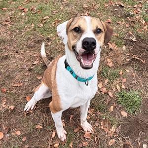 A brown and white dog with a blue collar is sitting on the ground, looking up with its mouth open and tongue out.
