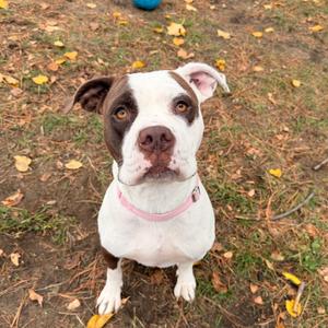 A brown and white dog sitting on the ground with a pink collar.