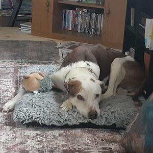 A white and brown dog lies on a fluffy gray dog bed with a small tan toy dog next to it.