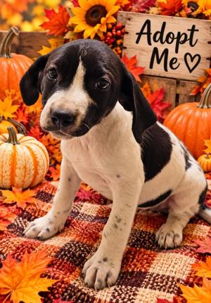 Wonder Woman, Mixed Breed, puppy, available for adoption
