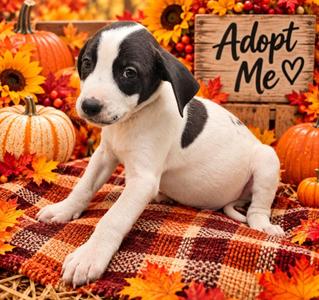 Captain America, Mixed Breed, puppy, available for adoption