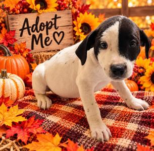 Iron Man, Mixed Breed, puppy, available for adoption
