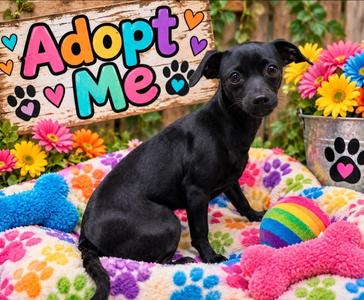 Toby, Chihuahua / Mixed Breed, puppy, available for adoption