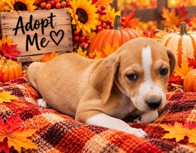 Super Man, Mixed Breed, puppy, available for adoption