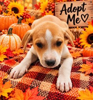 The Hulk, Mixed Breed, puppy, available for adoption