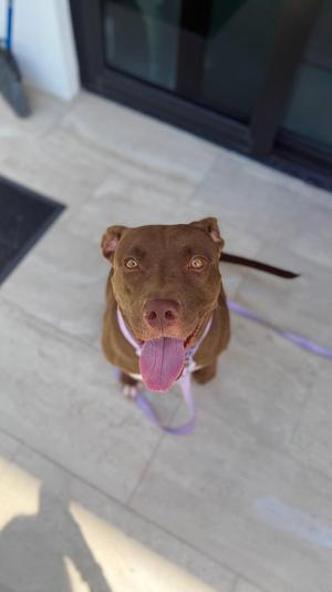 COURTESY POST: Daisy, Pit Bull Terrier, young, available for adoption