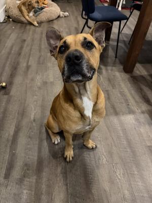 COURTESY POST: Bodhi, Terrier, adult, available for adoption