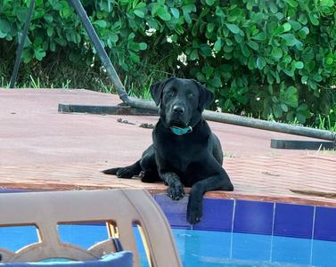 COURTESY POST: Chase, Labrador Retriever / Weimaraner, young, available for adoption