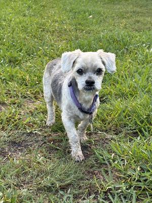 COURTESY POST: Beanie, Shih Tzu / Terrier, senior, available for adoption
