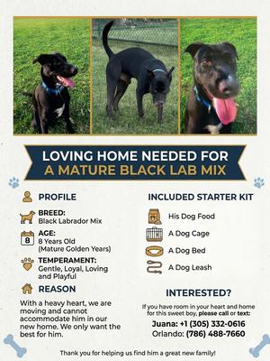 COURTESY POST: Blue, Labrador Retriever, senior, available for adoption