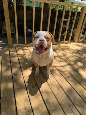 COURTESY POST: Bowie, American Bulldog, adult, available for adoption
