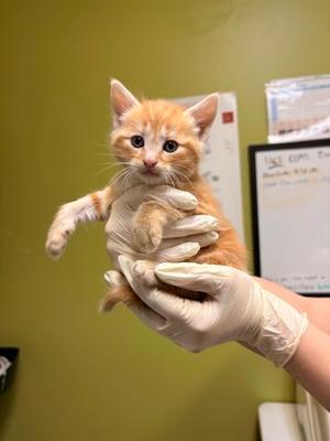Habanero *Cat Cafe*, kitten, available for adoption