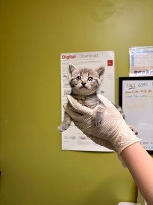 Cayanne *Cat Cafe*, kitten, available for adoption