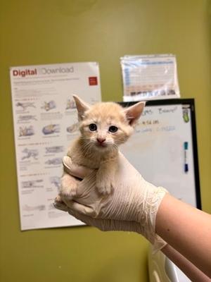 Ghost *Cat Cafe*, kitten, available for adoption