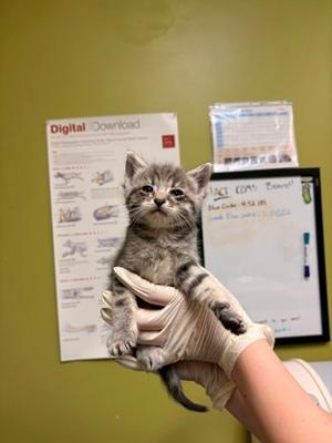 Chipotle *Cat Cafe*, kitten, available for adoption