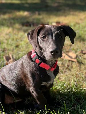 Winnie Jo, Mixed Breed, young, available for adoption