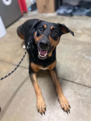 Sadie, Doberman Pinscher / Labrador Retriever, adult, available for adoption
