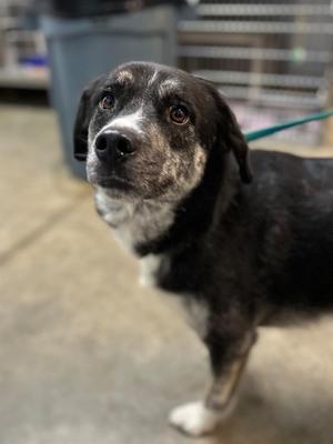Maggie, Black Labrador Retriever, adult, available for adoption