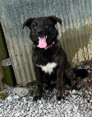 Pip, Mixed Breed, young, available for adoption