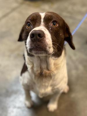 Cooper, Mixed Breed, adult, available for adoption