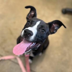 a black and white dog with its tongue out