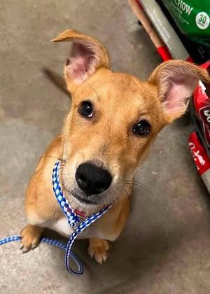 Honey, Mixed Breed, young, available for adoption