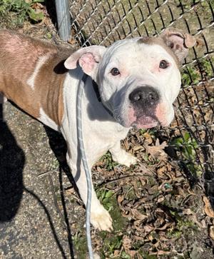 Gage AVAILABLE, American Bully, adult, available for adoption