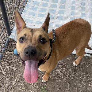 Charroh AVAILABLE, Carolina Dog / Black Mouth Cur, young, available for adoption