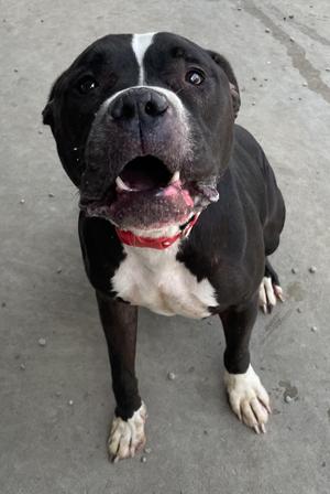 Bristol AVAILABLE, Pit Bull Terrier, adult, available for adoption